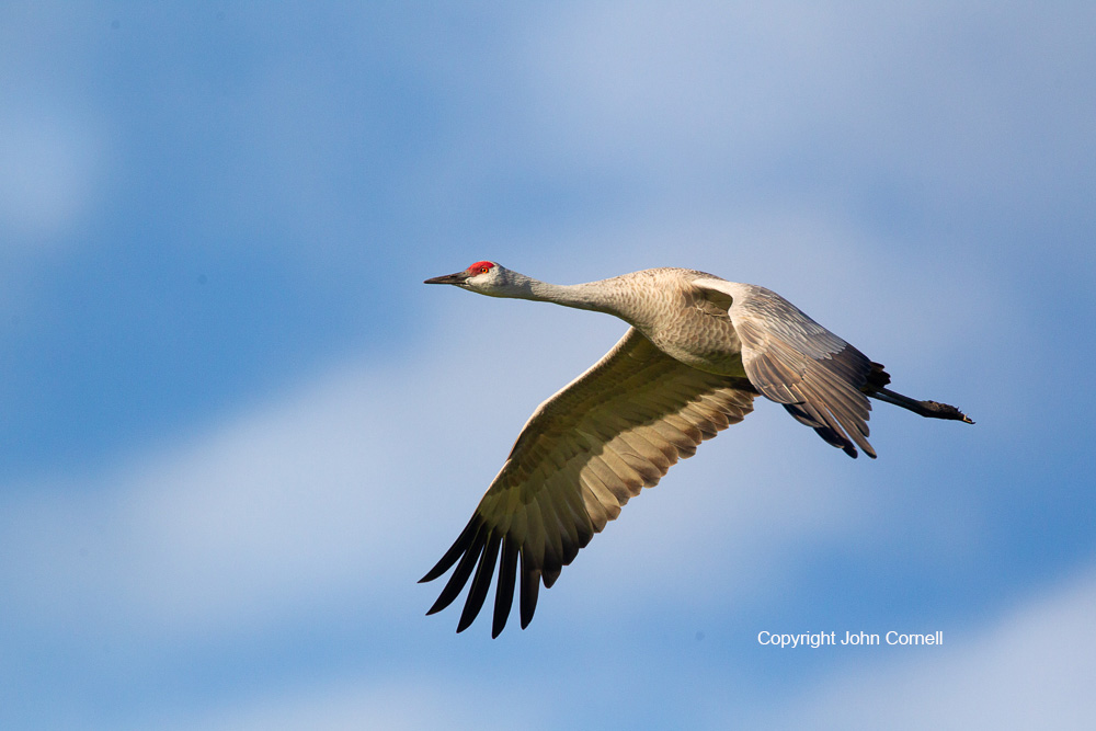 Crane;Flying Bird;Grus canadensis;Photography;Sandhill Crane;action;active;aloft;behavior;birds;color image;flight;fly;flying;in flight;motion;movement;one animal;soar;soaring;wing;winged;wings